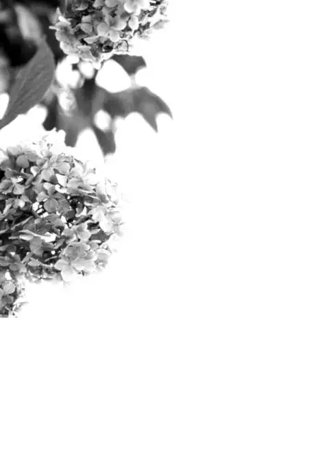 Nora Neko to Rainy Days {Shotachan}