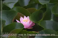 [Mitsue Aoki] First Complex (Princess Princess) [English]